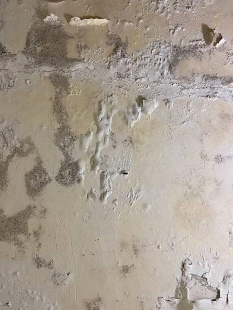 Best Commercial Mold Removal  in Veneta, OR