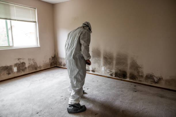 Best Toxic Mold Removal  in Veneta, OR