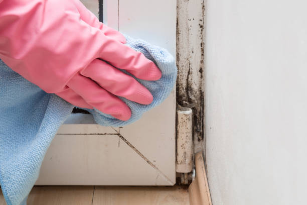 Best Professional Mold Removal  in Veneta, OR